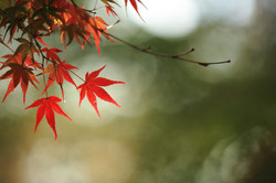 2018年11月 東京都青梅市