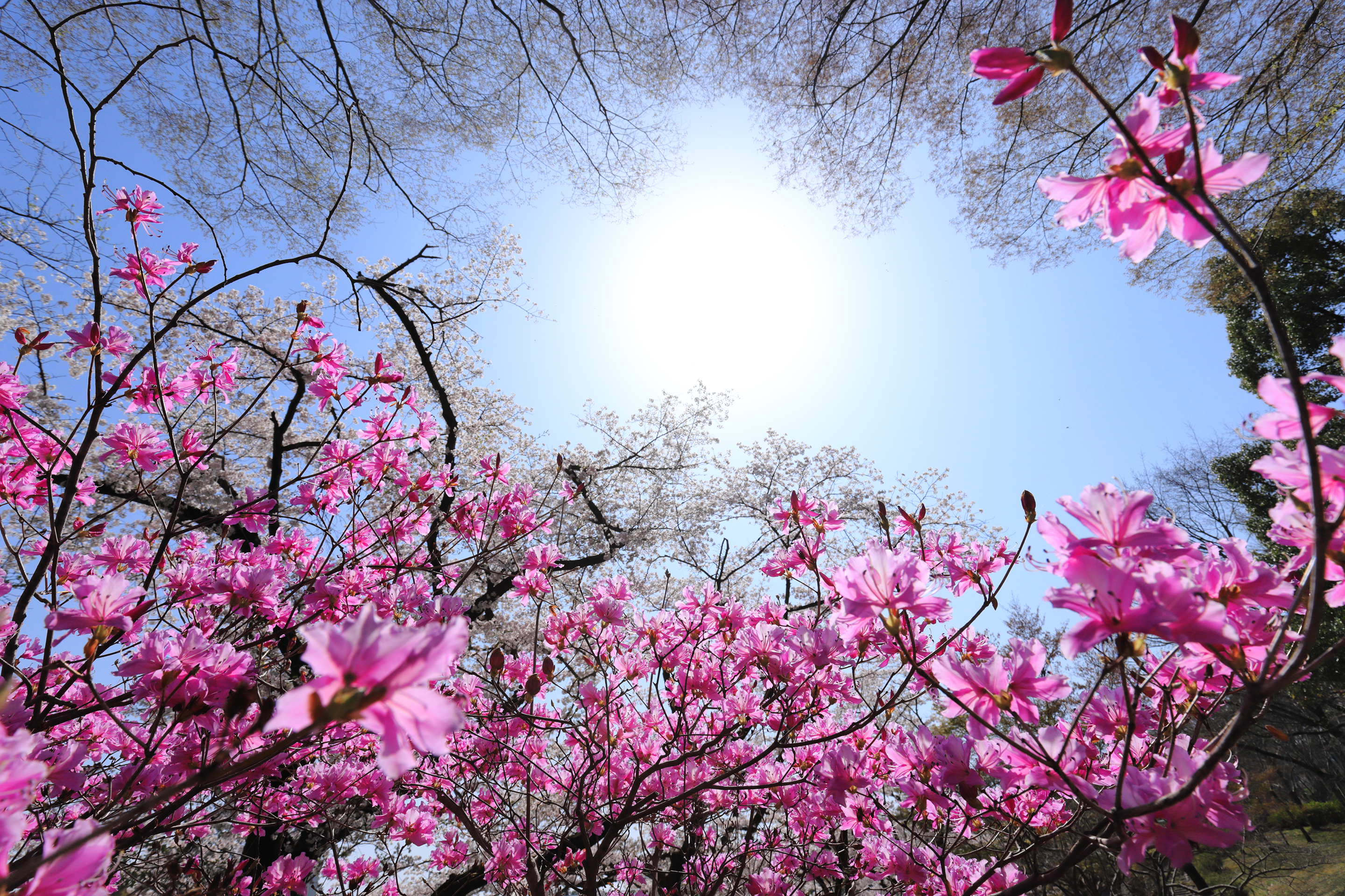 2018年4月 東京都青梅市
