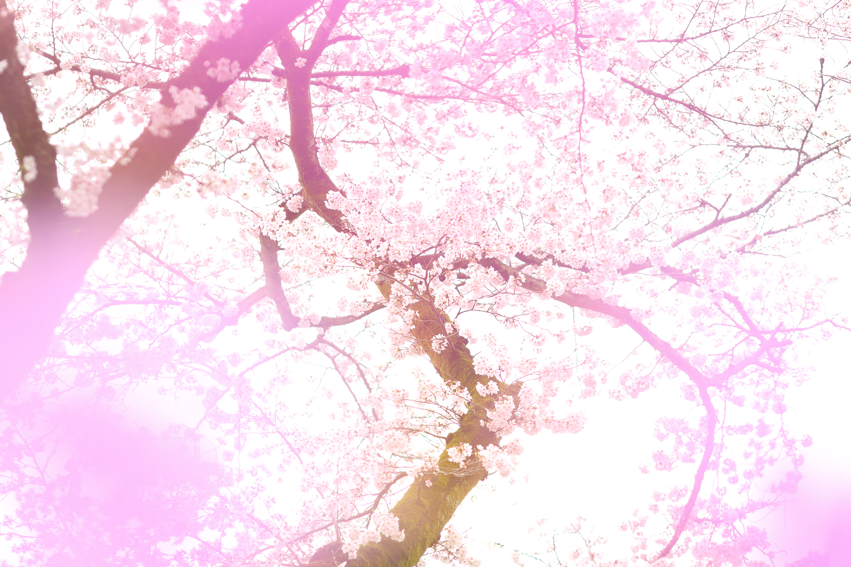 2017年4月 東京都青梅市