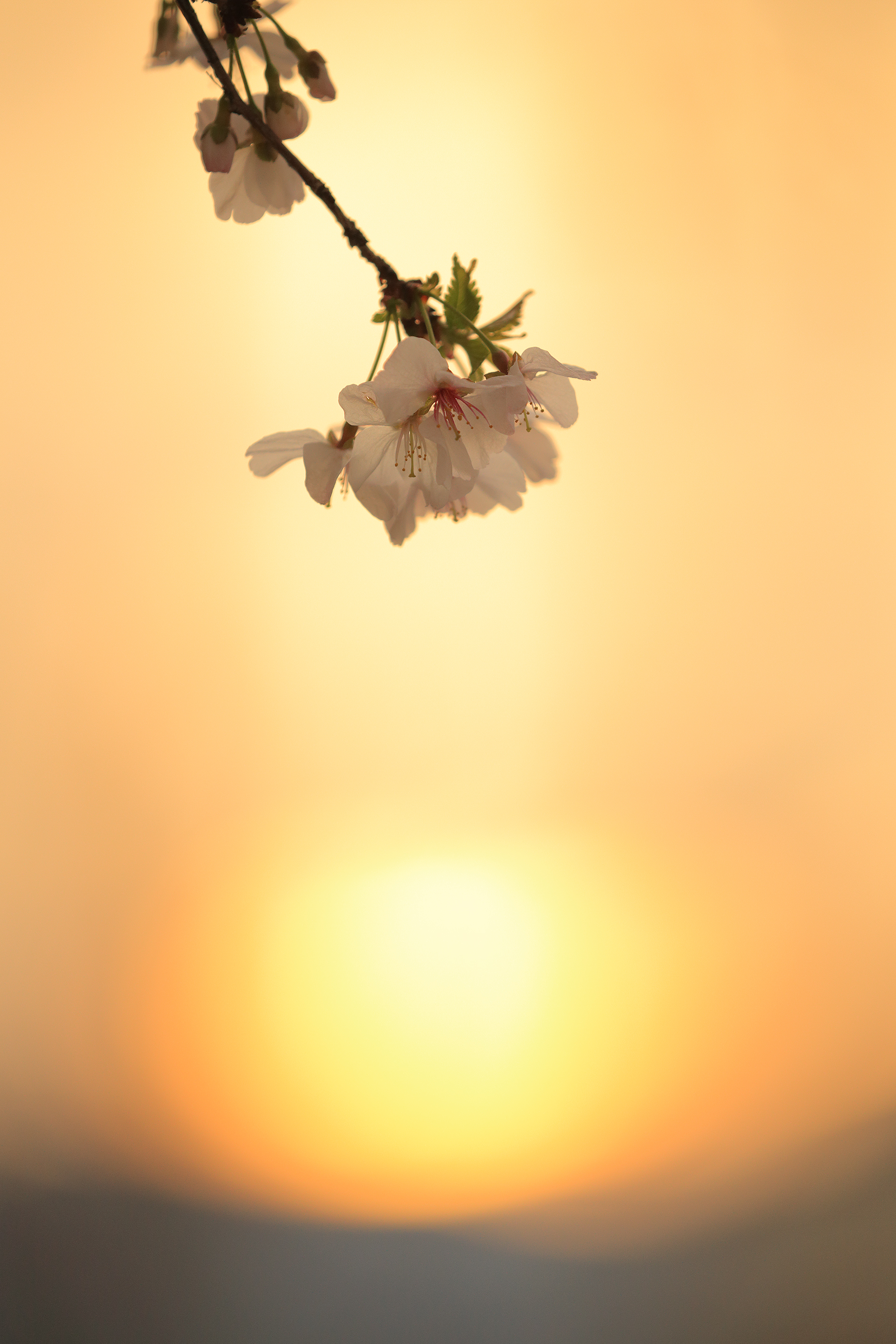 2017年4月 東京都青梅市
