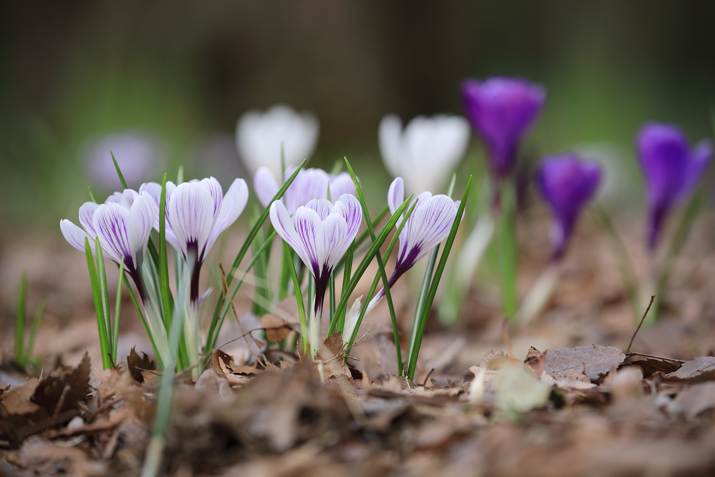 2019年3月 東京都立川市