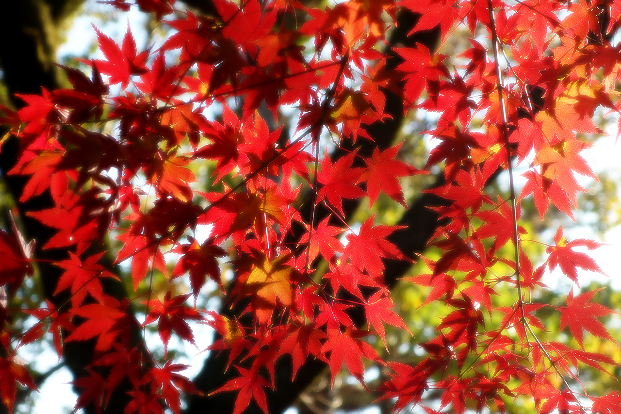 2013.11 東京都青梅市
