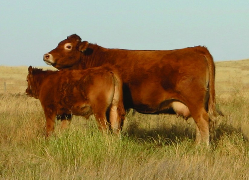 Vaca Limousin con buen balance hormonal