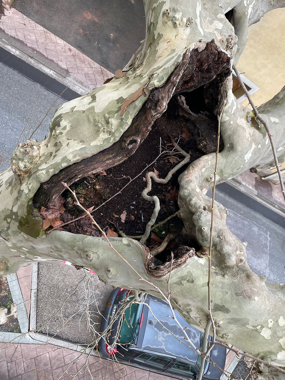 Racines adventives sur platane de ville (le Luc)