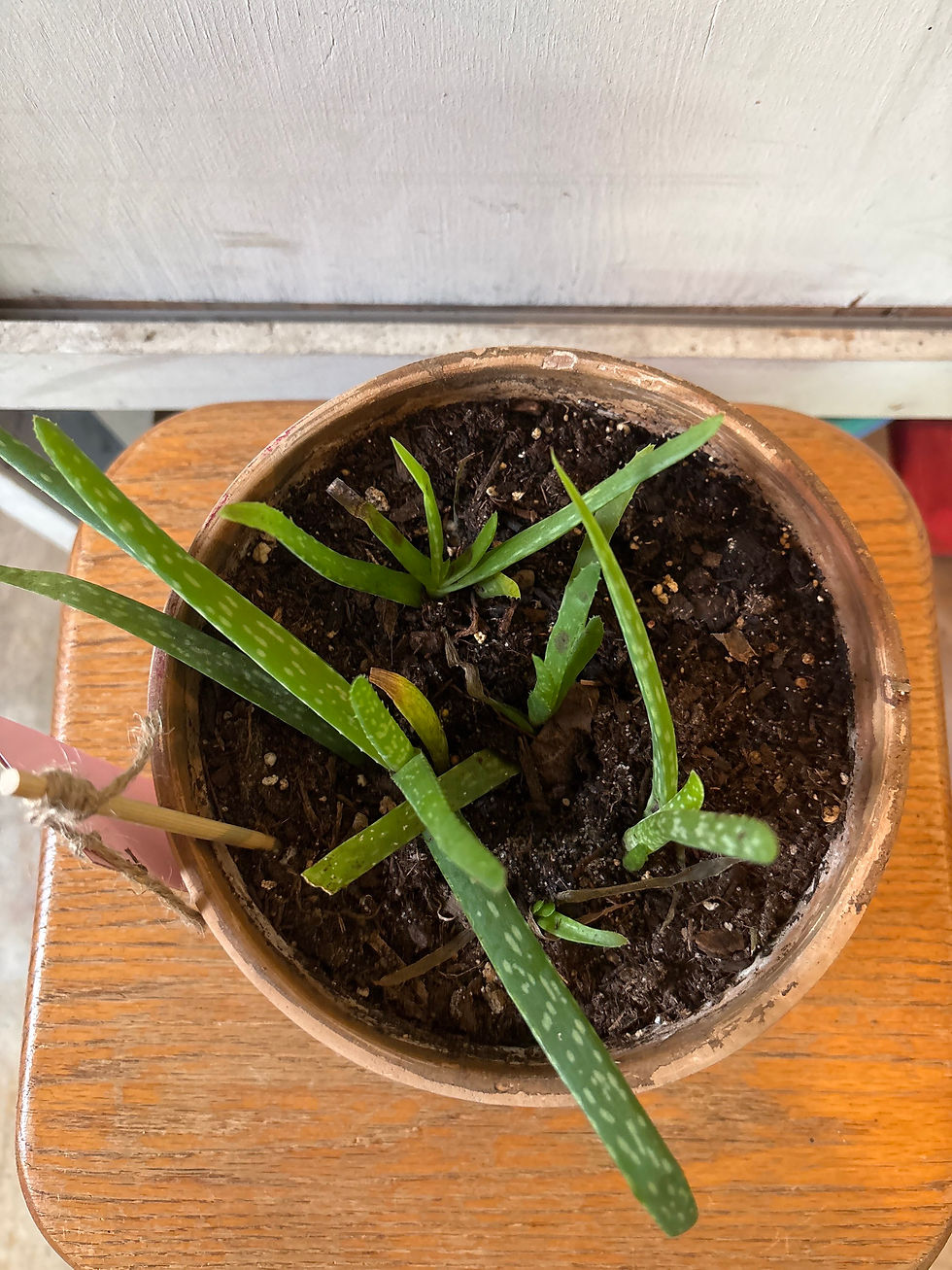 Thumbnail: Aloe Vera