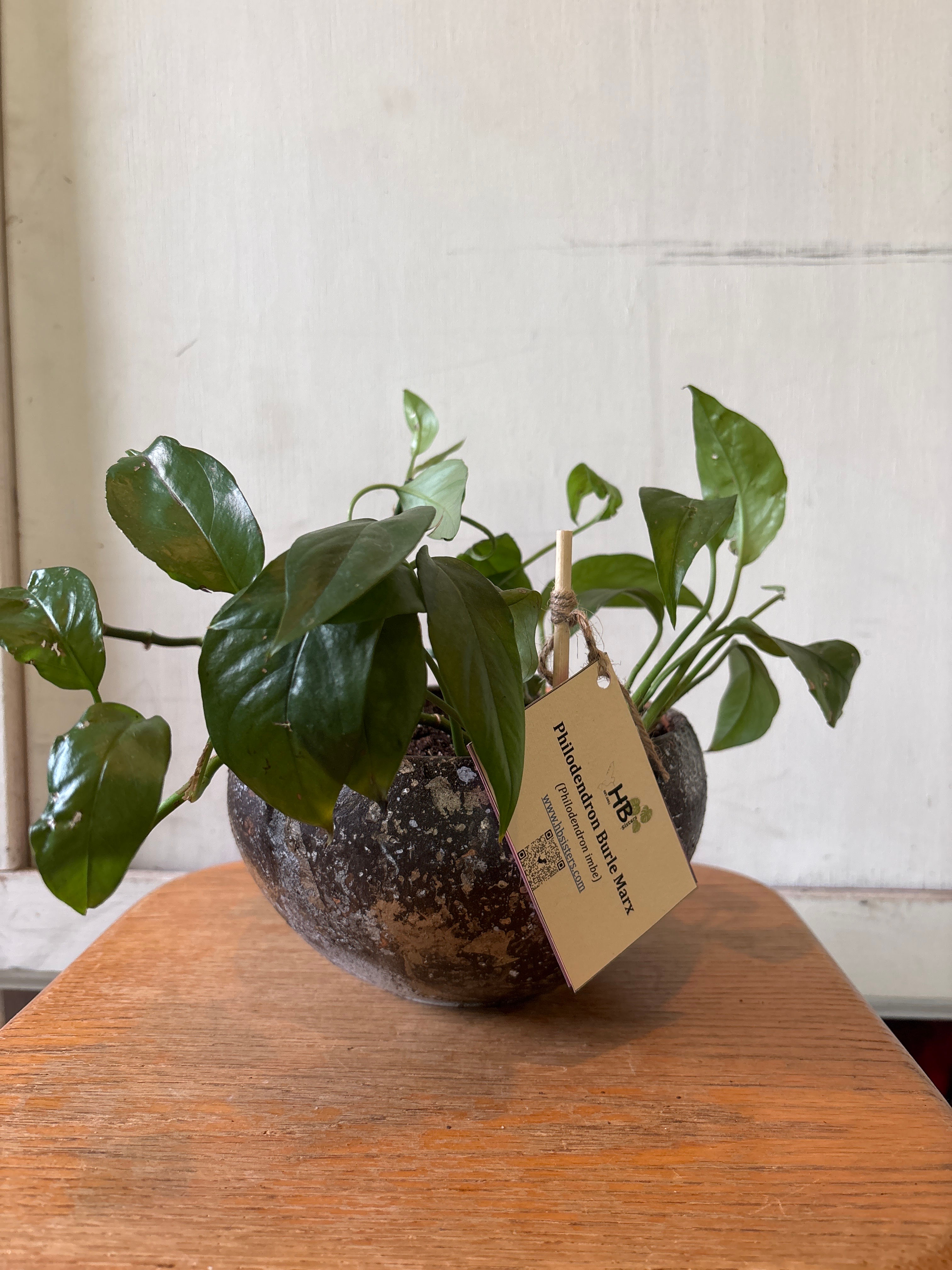 Philodendron ‘Burle Marx