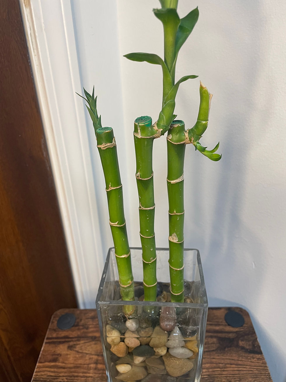 Thumbnail: Lucky Bamboo