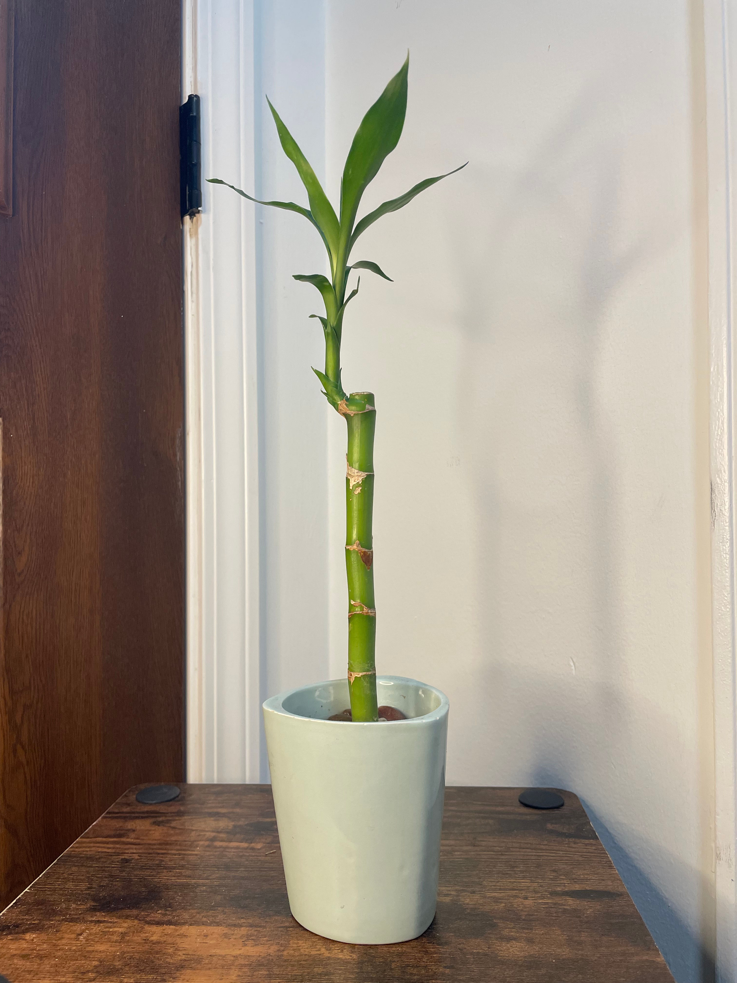 Lucky Bamboo