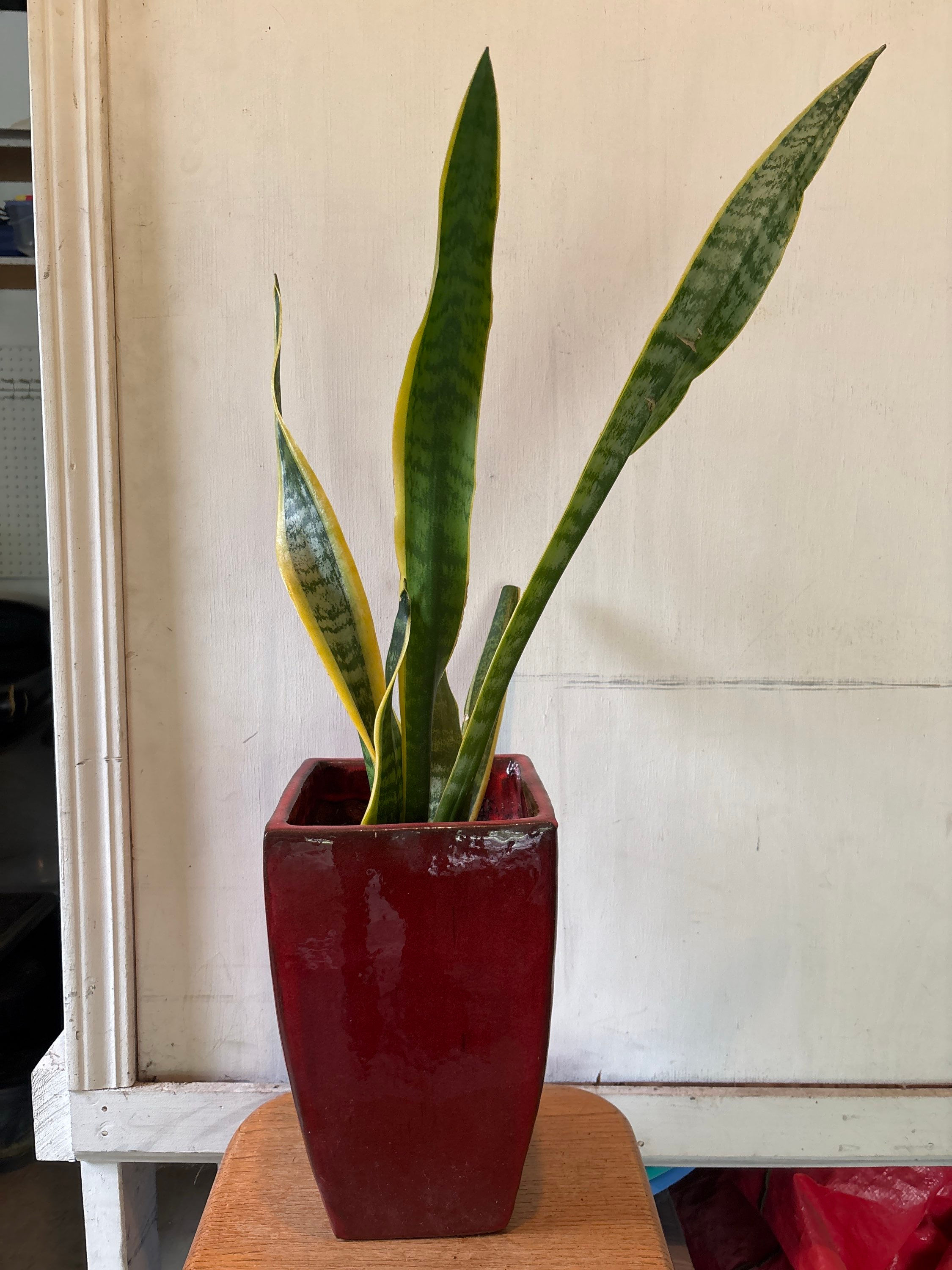 Snake plant