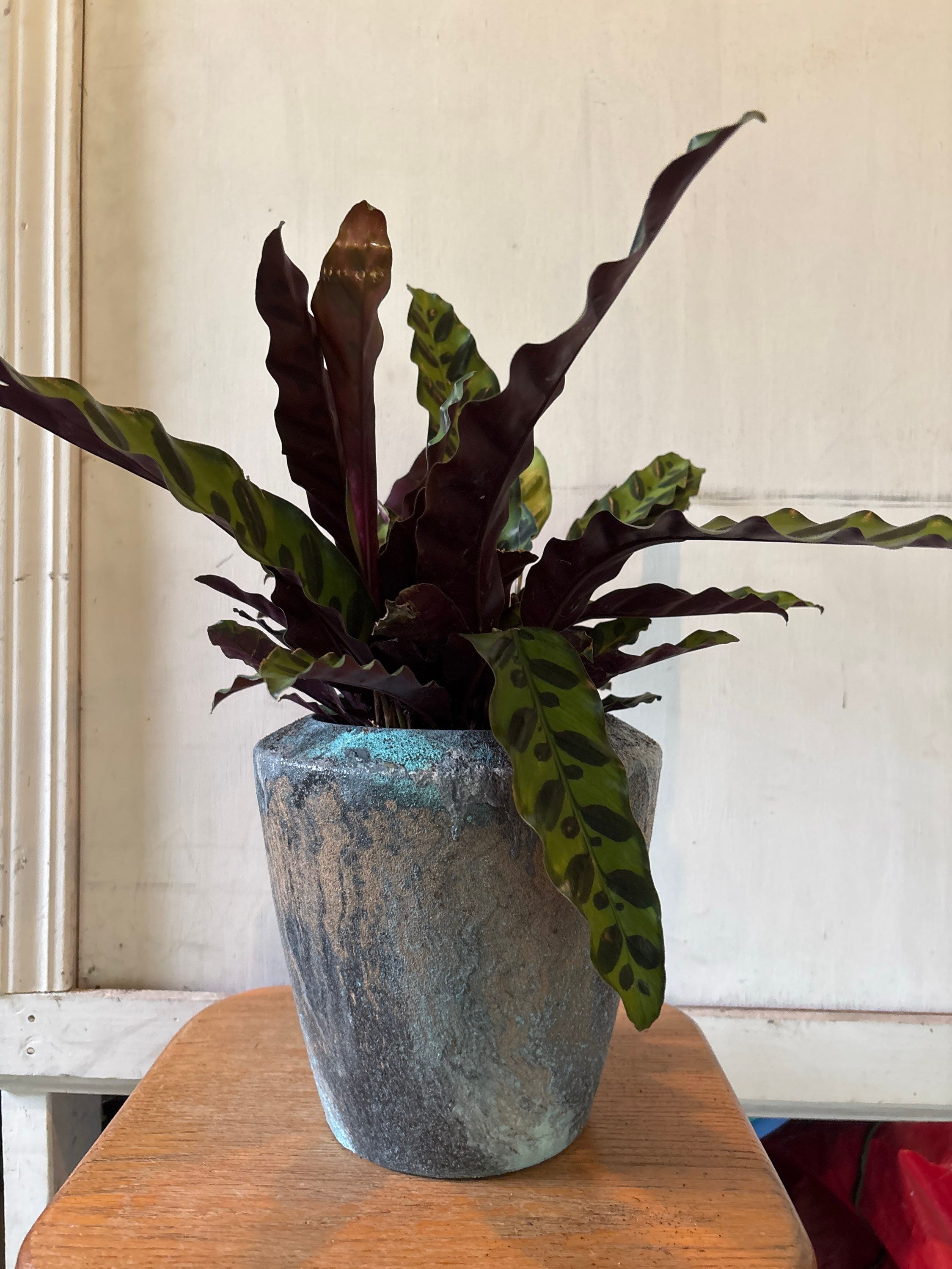Calathea ‘Rattlesnake plant