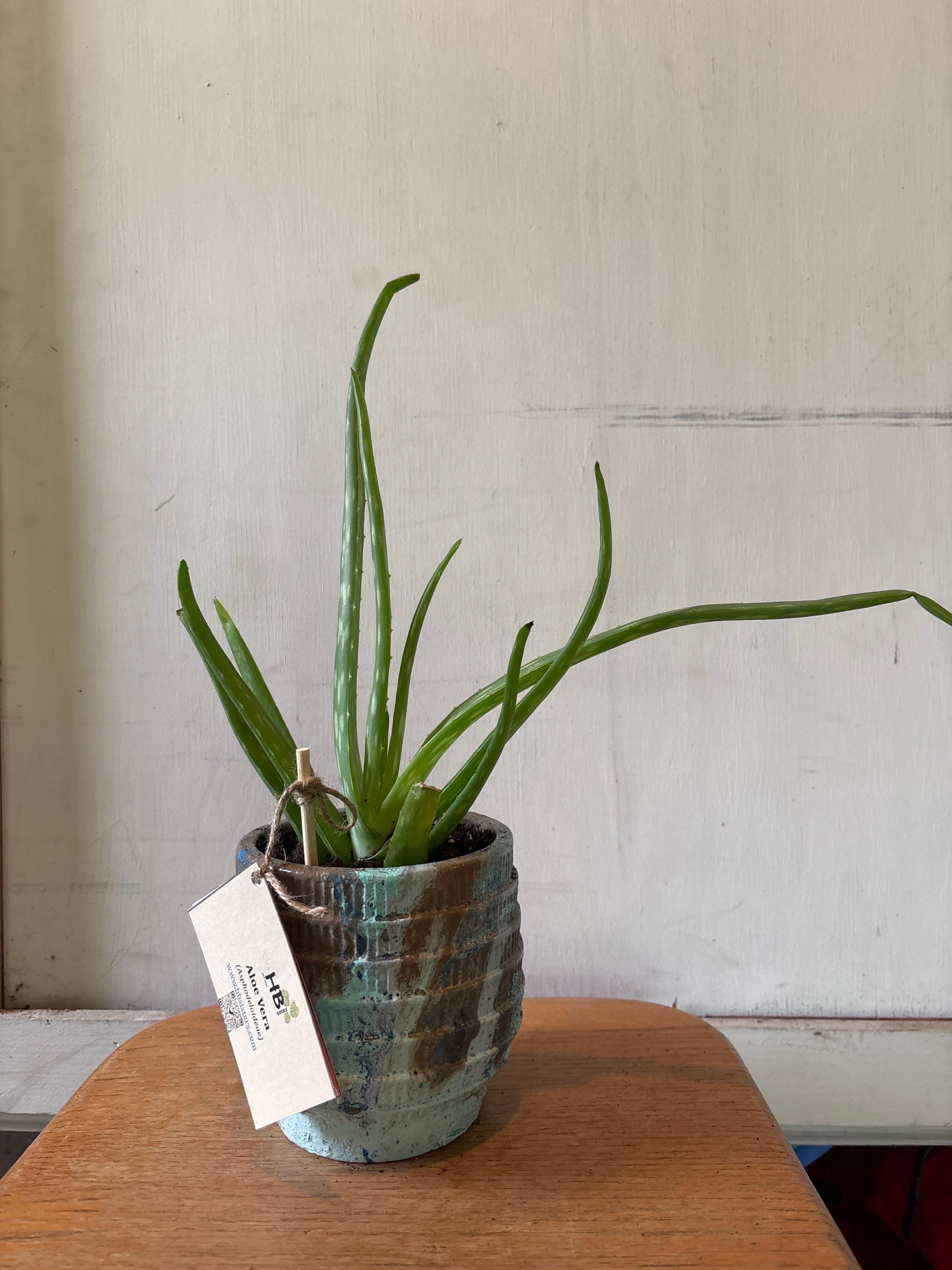 Aloe Vera 