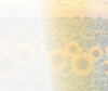 Sunny TLC Hero Background Image.png