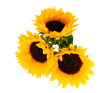 Hero_Sunflower_Front.png