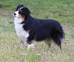 Tansy 32224.png