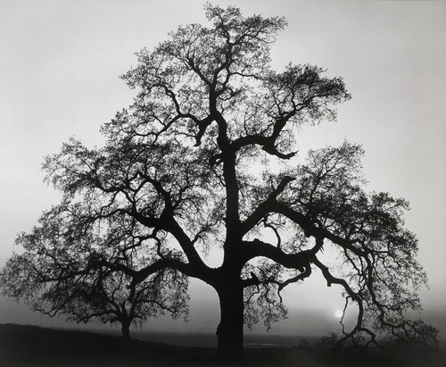 MERCY TREES オランダ写真家　Hans van Ommeren 写真集 file.jpg