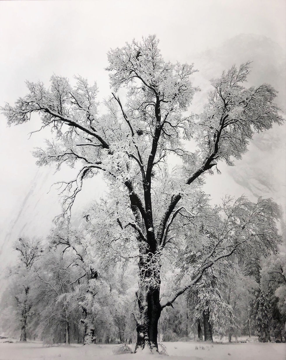 Thumbnail: Ansel Adams "Oak Tree Snowstorm" Custom Framed NEW lithograph ART