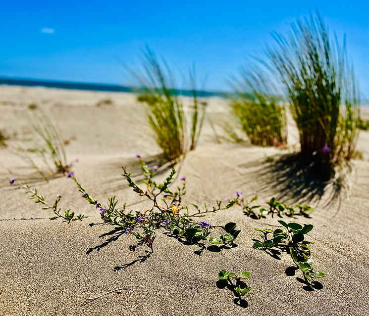 Limantour Beach.heic
