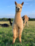 231844223_1462950000732954_6724447727266486705_n.jpeg