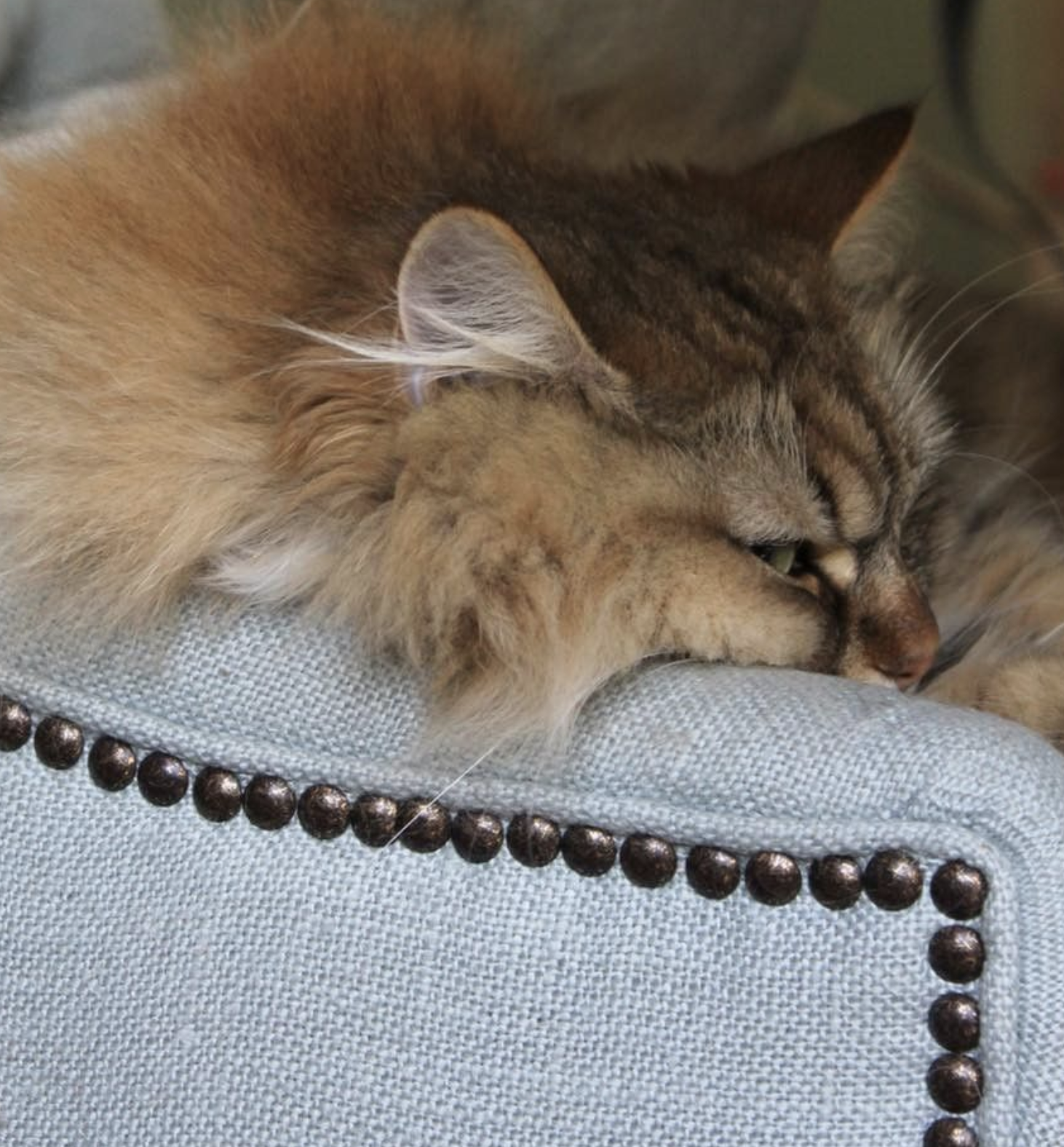 Fluffy cat resting on a light blue couch arm with decorative studs, appearing relaxed and pensive. Soft lighting creates a cozy mood.