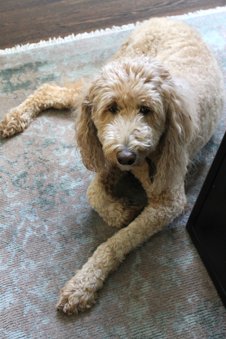 Fluffy, tan dog lying on a patterned rug with a calm expression. Soft lighting enhances the cozy, indoor setting.