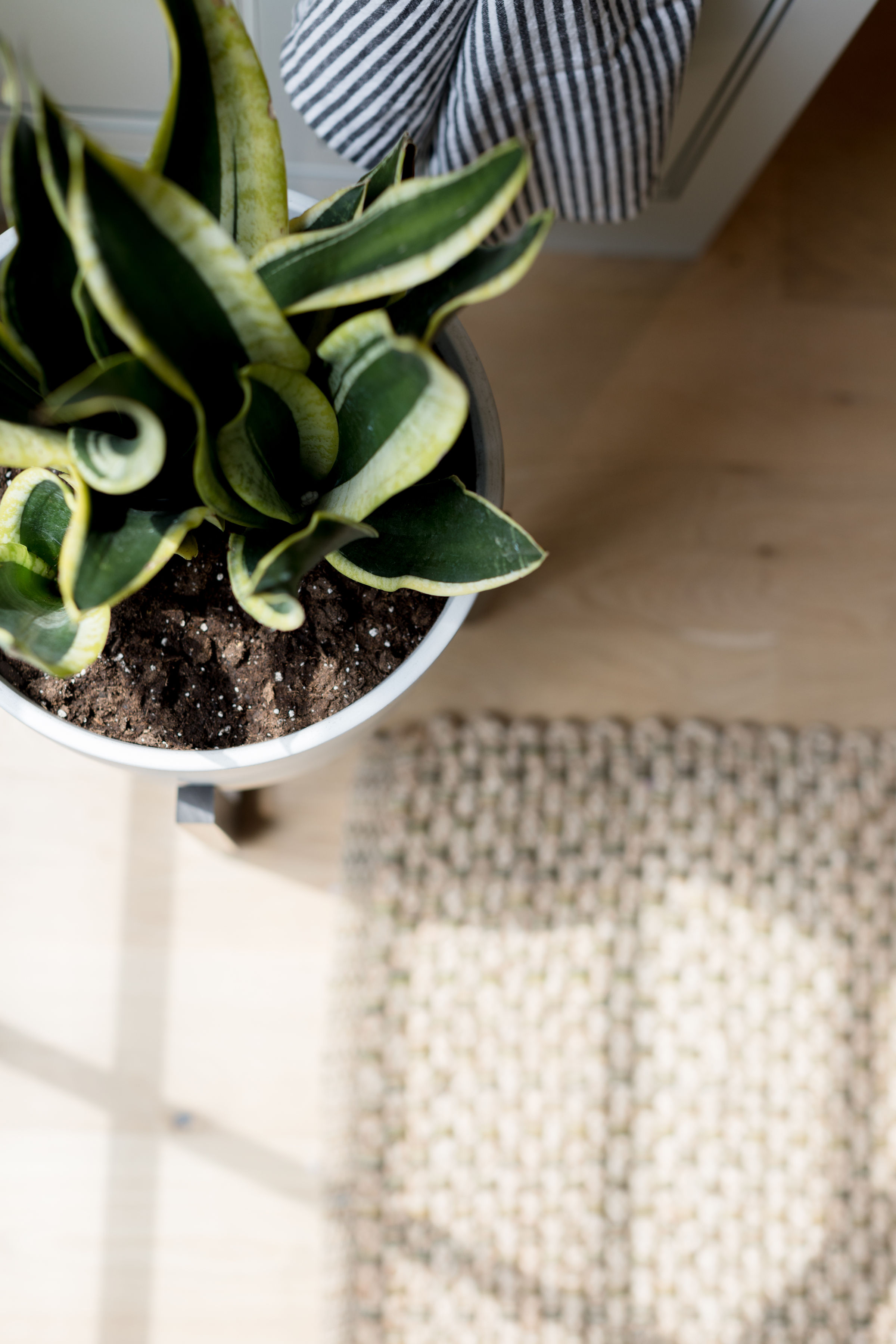 Snake plant in a white pot on a wooden floor, next to a striped towel. A textured rug and sunlight create a calm, cozy atmosphere.