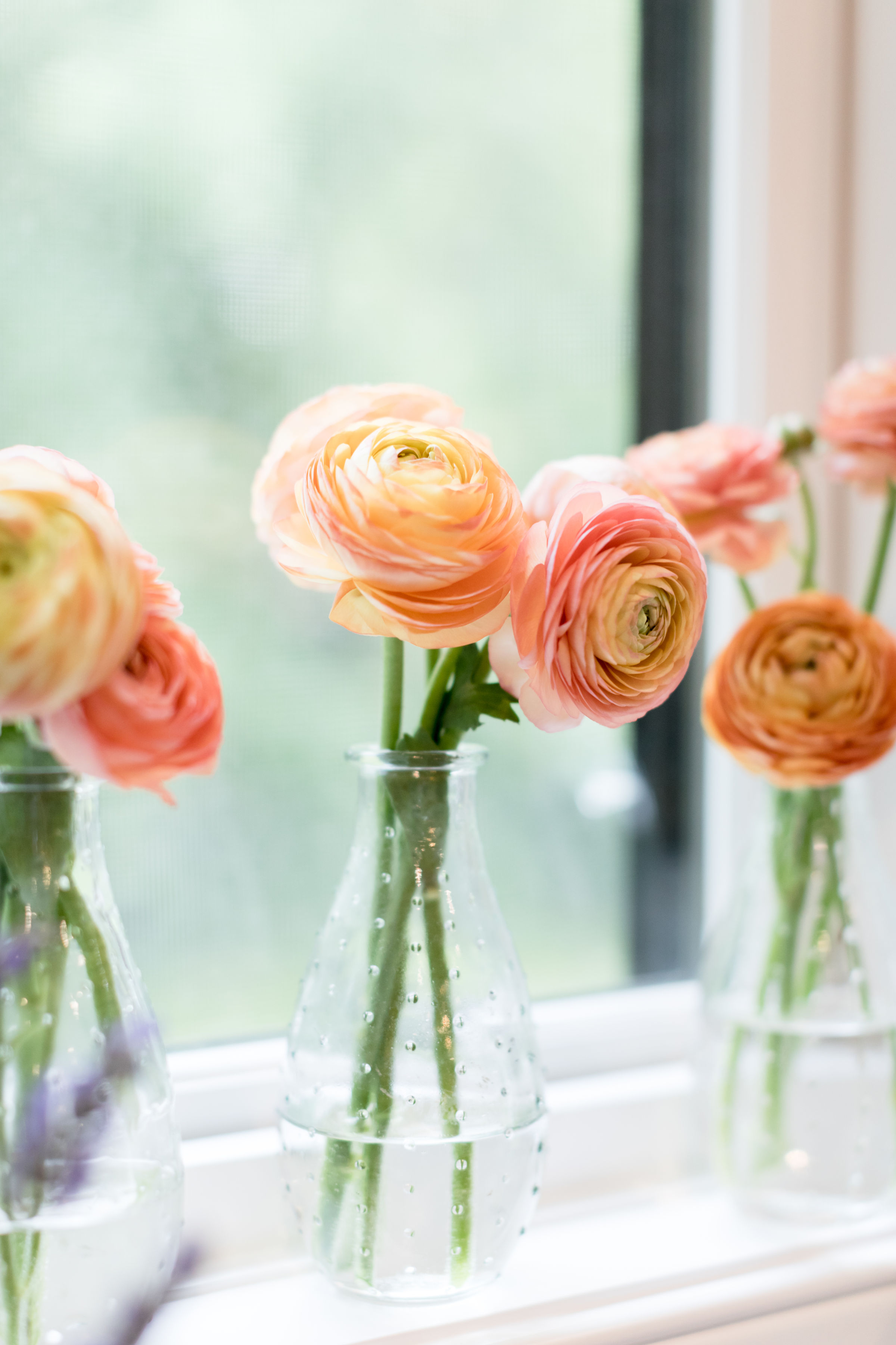 Peach ranunculus flowers in clear dotted vases on a windowsill, with soft natural light and a blurred green background.