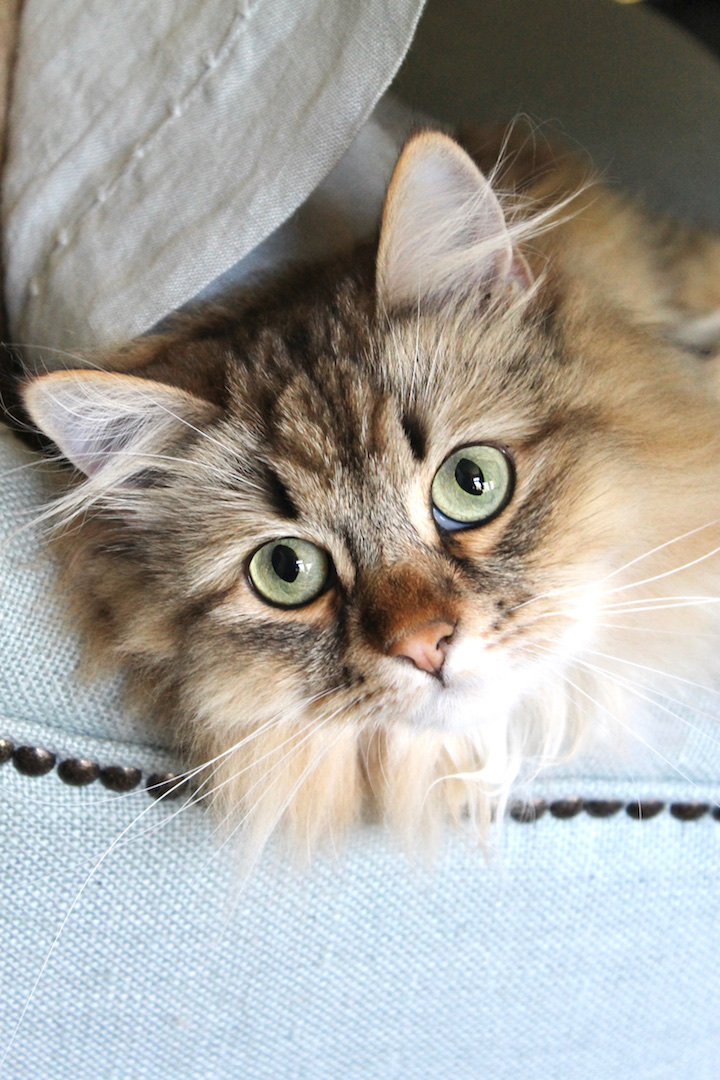 Fluffy cat with green eyes lounging on a light blue cushioned chair, under natural light. Cozy and serene setting.
