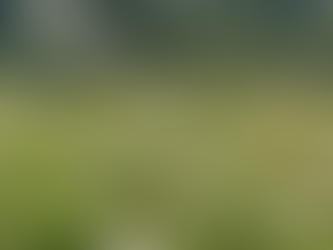 Sortie botanique d'Août 2023