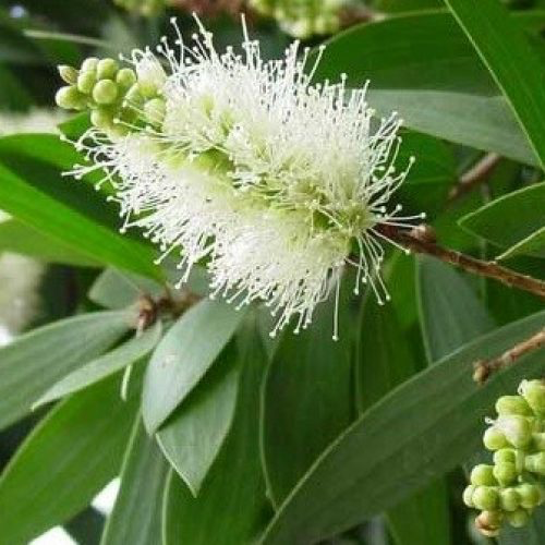 HE de Cajeput utilisations et précautions 