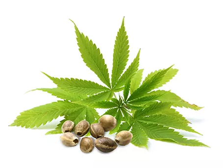 Huile de chanvre... à découvrir !