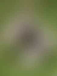 Phantom 5.2 Rounded Conversion