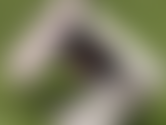 Phantom 5.2 Rounded Conversion