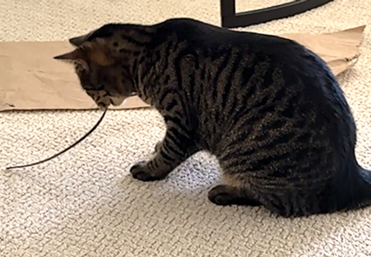 The Purr-sonality Clash: Is Your Cat a Detailed Inspector or a Chaotic Fidget?