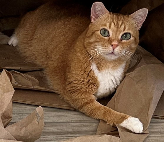 orange tabby