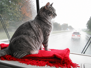 Party Animals vs. Closet Dwellers: Feline Extroverts and Introverts