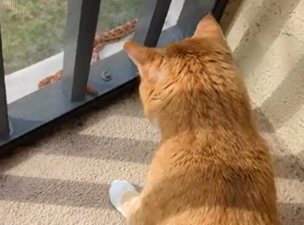 orange tabby looking at corn snake (red rat snake) outside a screen