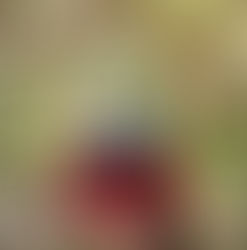 O que é necessário para viajar com animais de estimação para a Europa?