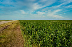 hemp feild1.jpg
