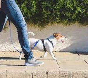 dog walking.jpg