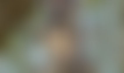 FEEL WORLDS AWAY RIGHT IN THE MIDDLE OF CENTRAL FLORIDA THIS SUMMER – SAFARI WILDERNESS