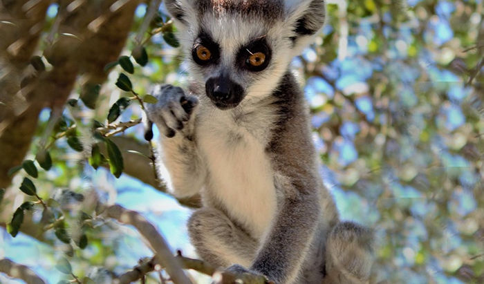 FEEL WORLDS AWAY RIGHT IN THE MIDDLE OF CENTRAL FLORIDA THIS SUMMER – SAFARI WILDERNESS