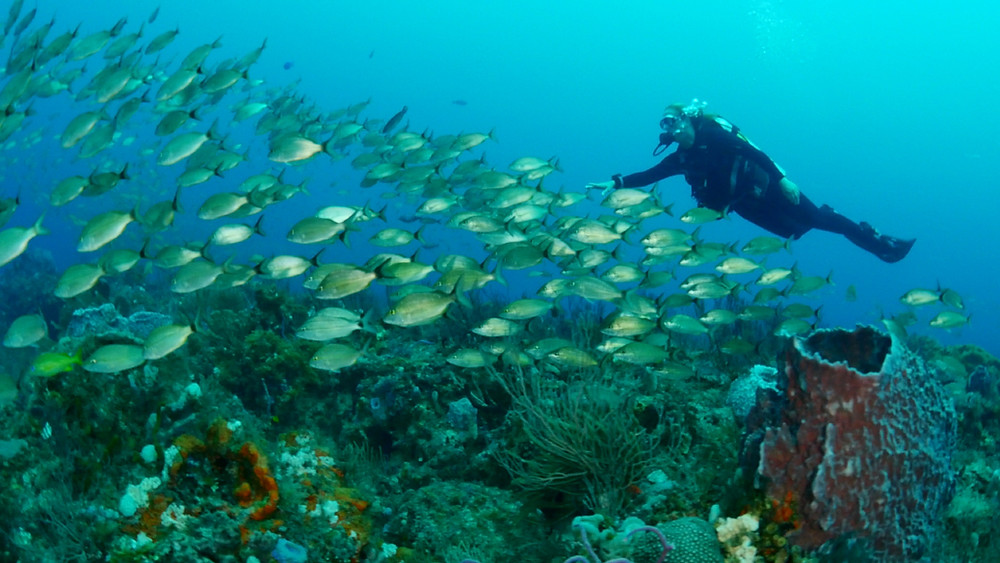 “scuba