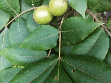 Hickory Nuts are Rolling