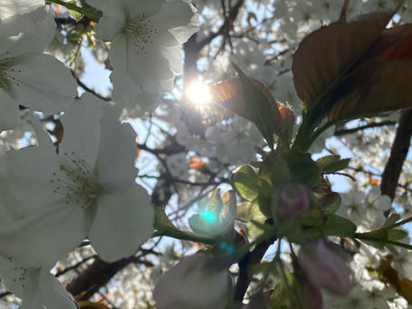 White blossoms with sunlight filtering through.