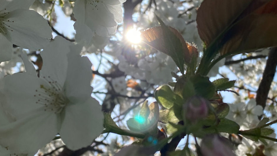 White blossoms with sunlight filtering through.