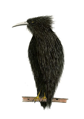 Crow.jpg