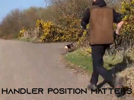 Handler Influence In Mantrailing