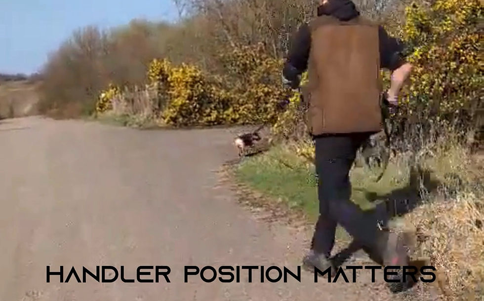 Handler Influence In Mantrailing