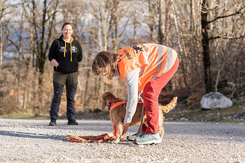 Dog having it's Mantrailing harness put on before a trail.