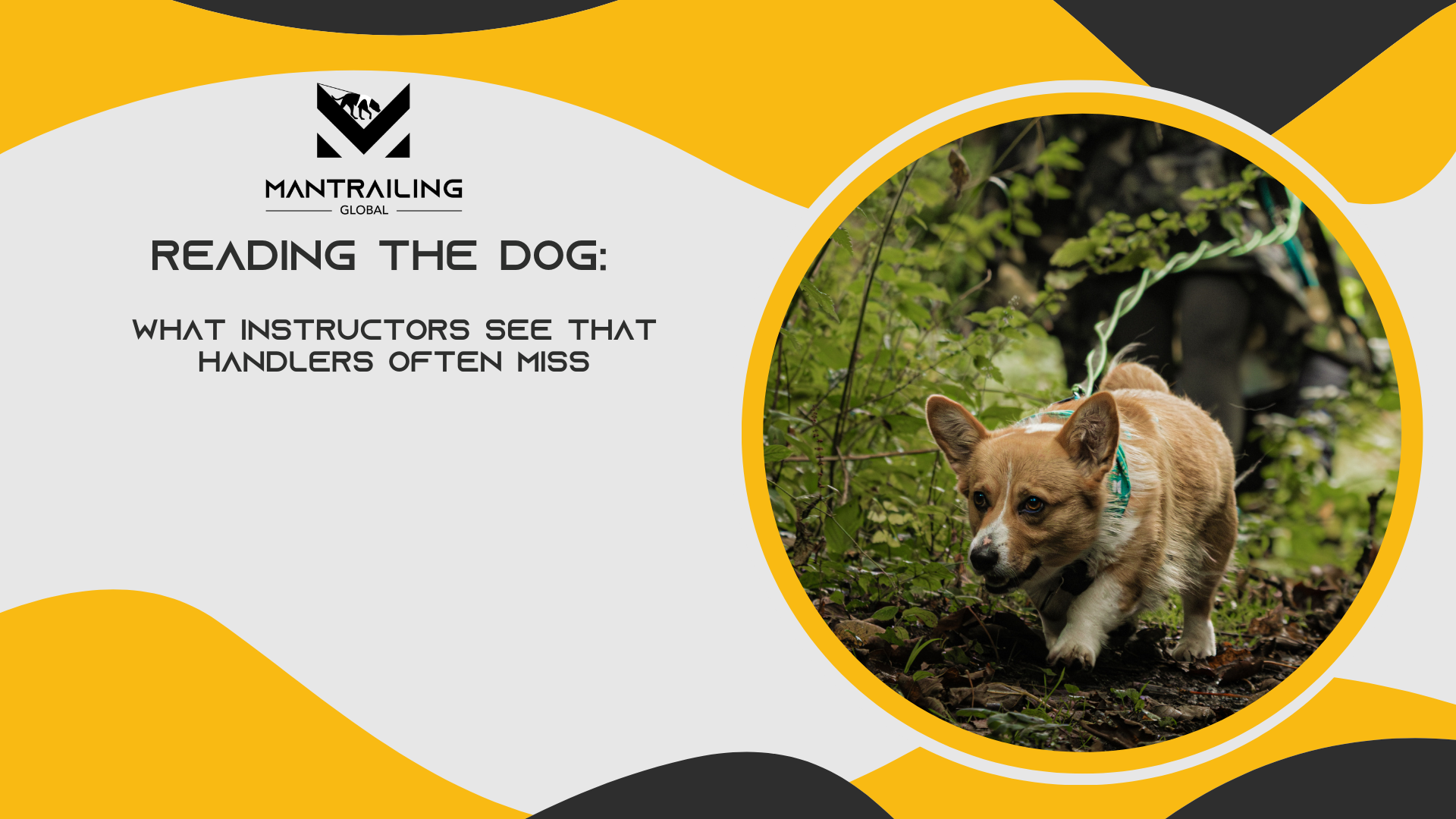 Reading the dog: What instructors see that handlers often miss